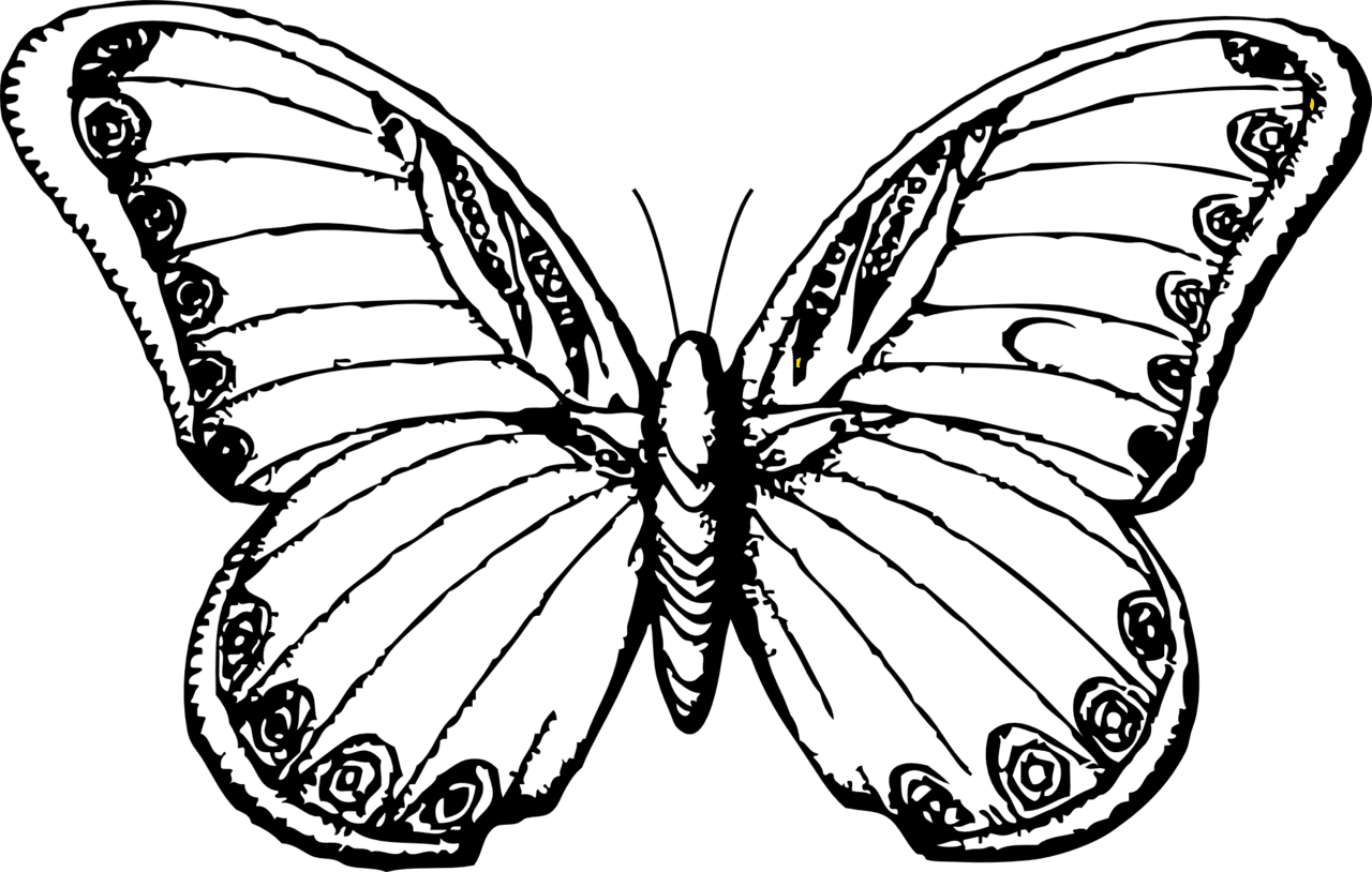 Line drawings of butterflies clipart picture