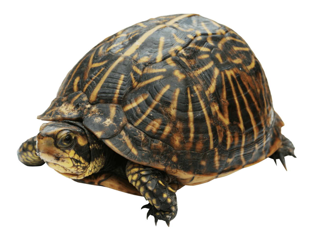 Turtle clipart picture