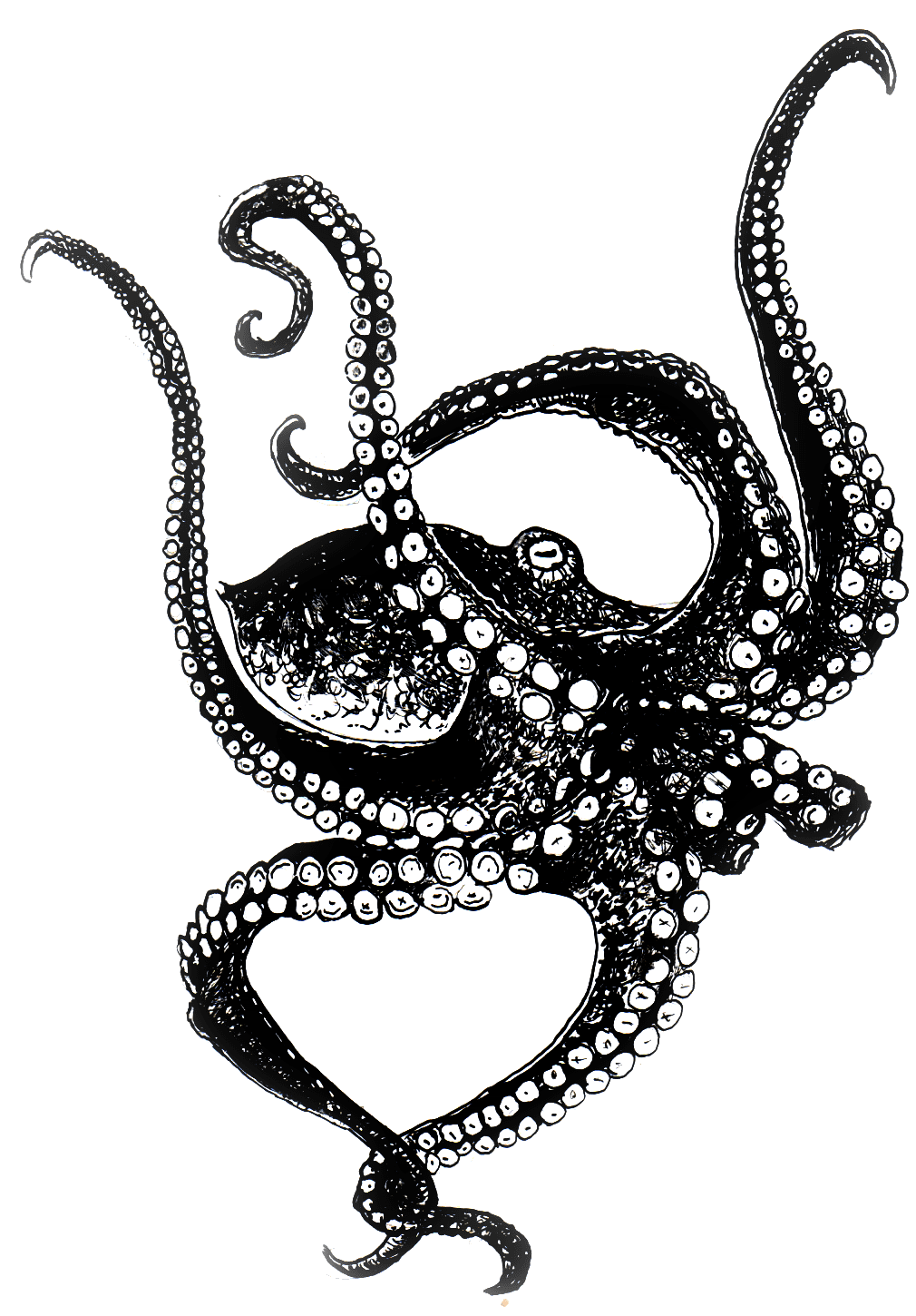 Octopus pin page clipart free