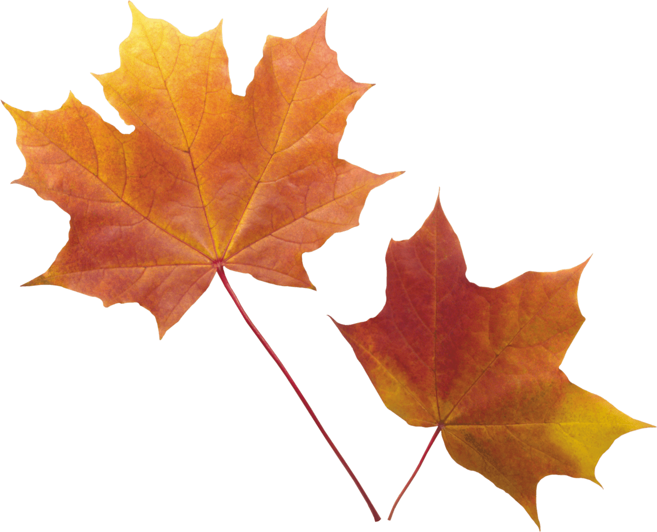 Fall leaf pin page clipart clip art 2