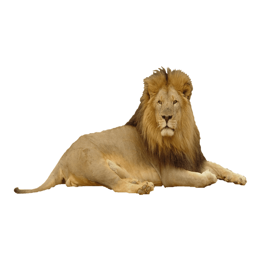 Lion images hd photo clipart photos pictures