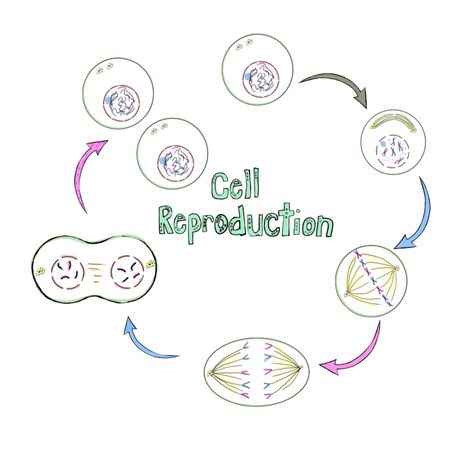 Science clipart designs by bekki vector