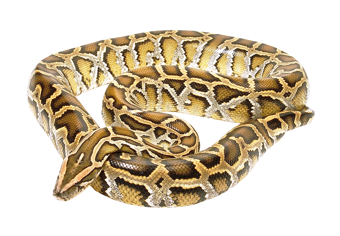 Snake clipart background