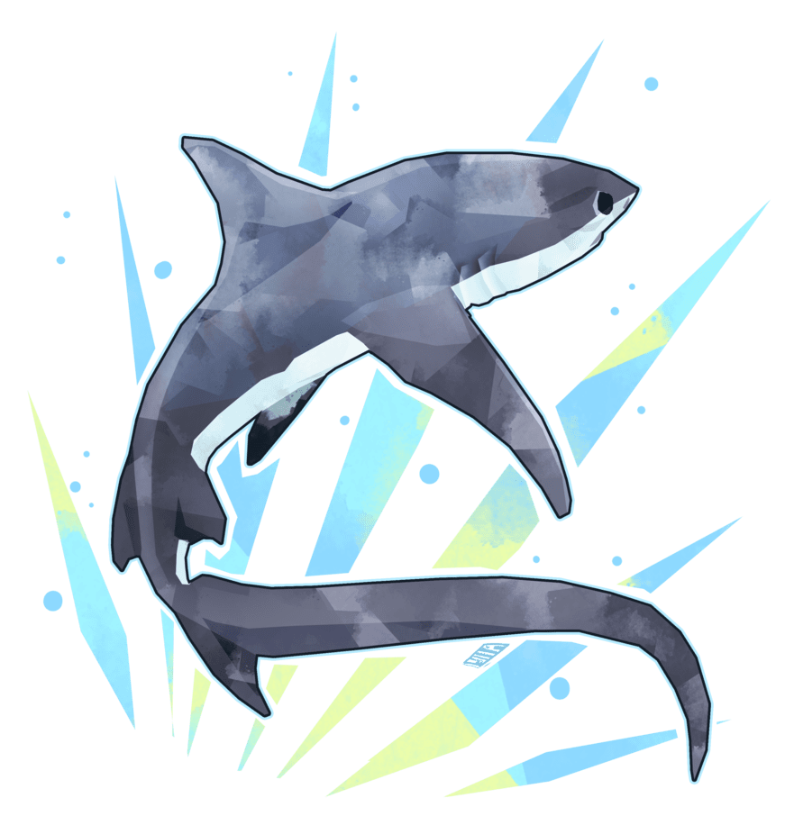 Thresher shark by stormful deviantart clipart picture