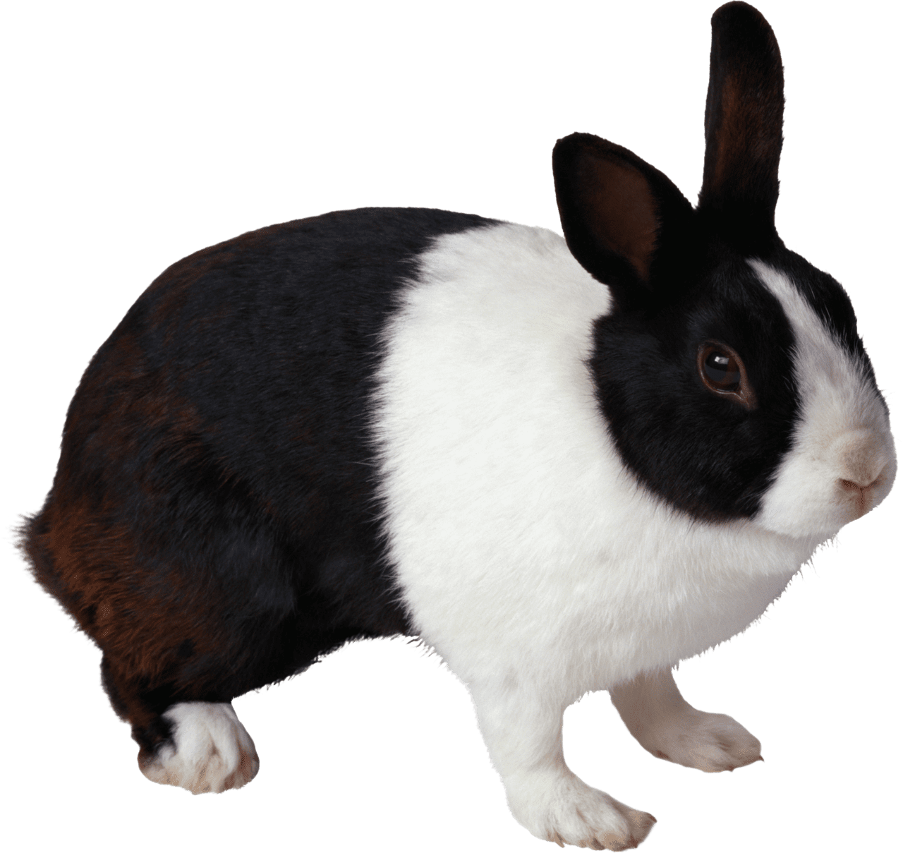 Black and white rabbit clipart transparent