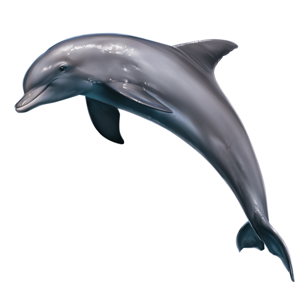 Dolphin pin page clipart picture