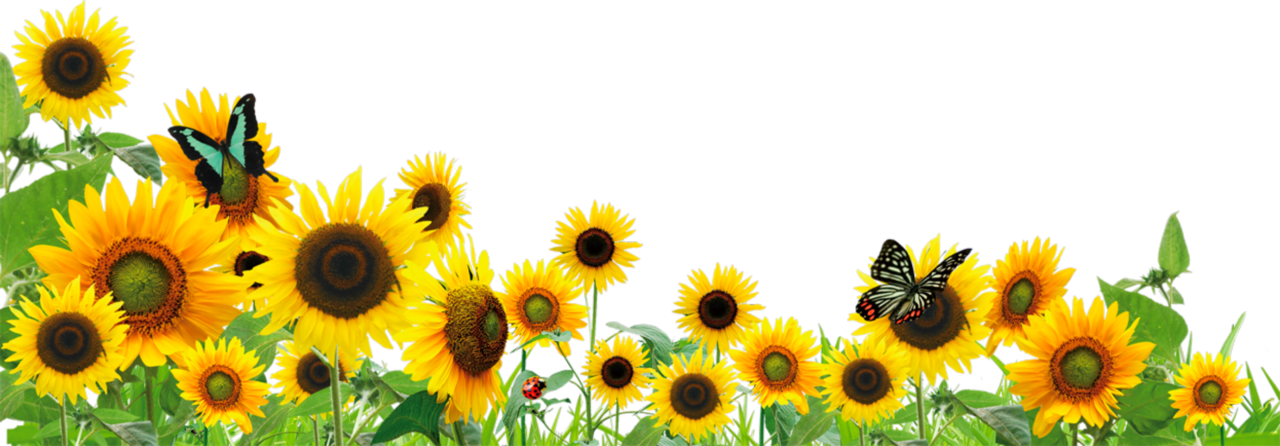 Ftestickers flowers sunflower butterfly border toedit clipart transparent