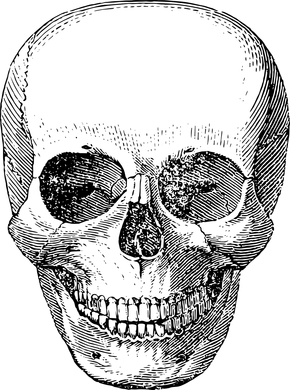 Skull skeleton vector graphic clipart