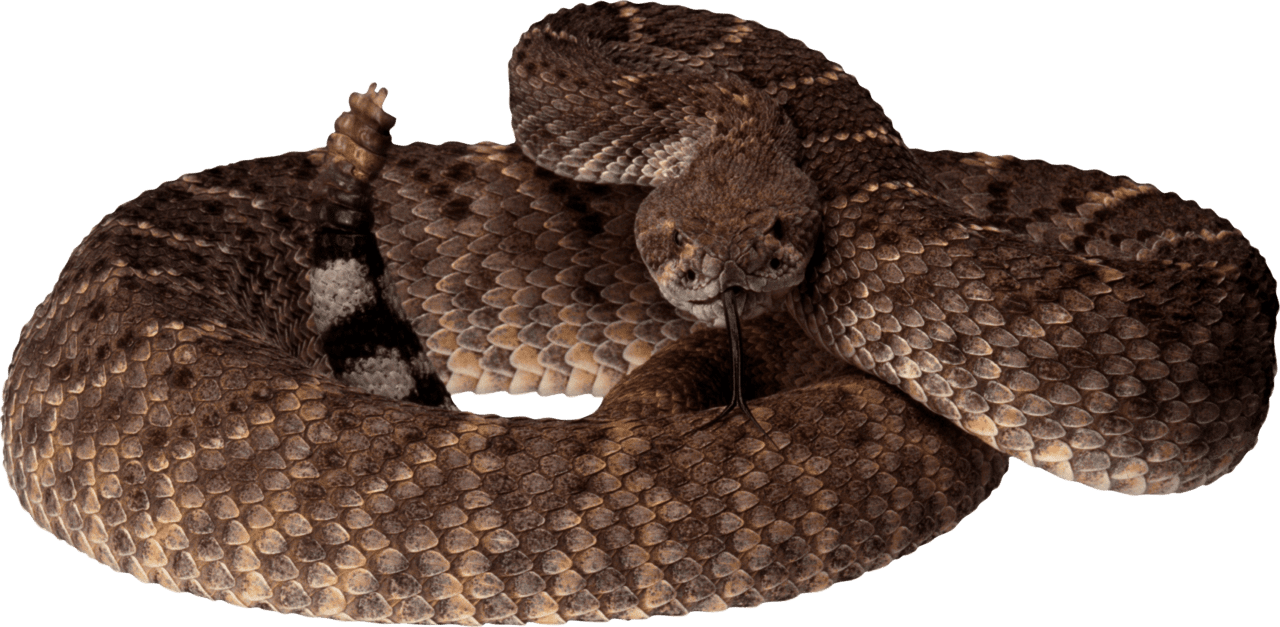 Brown snake clipart free