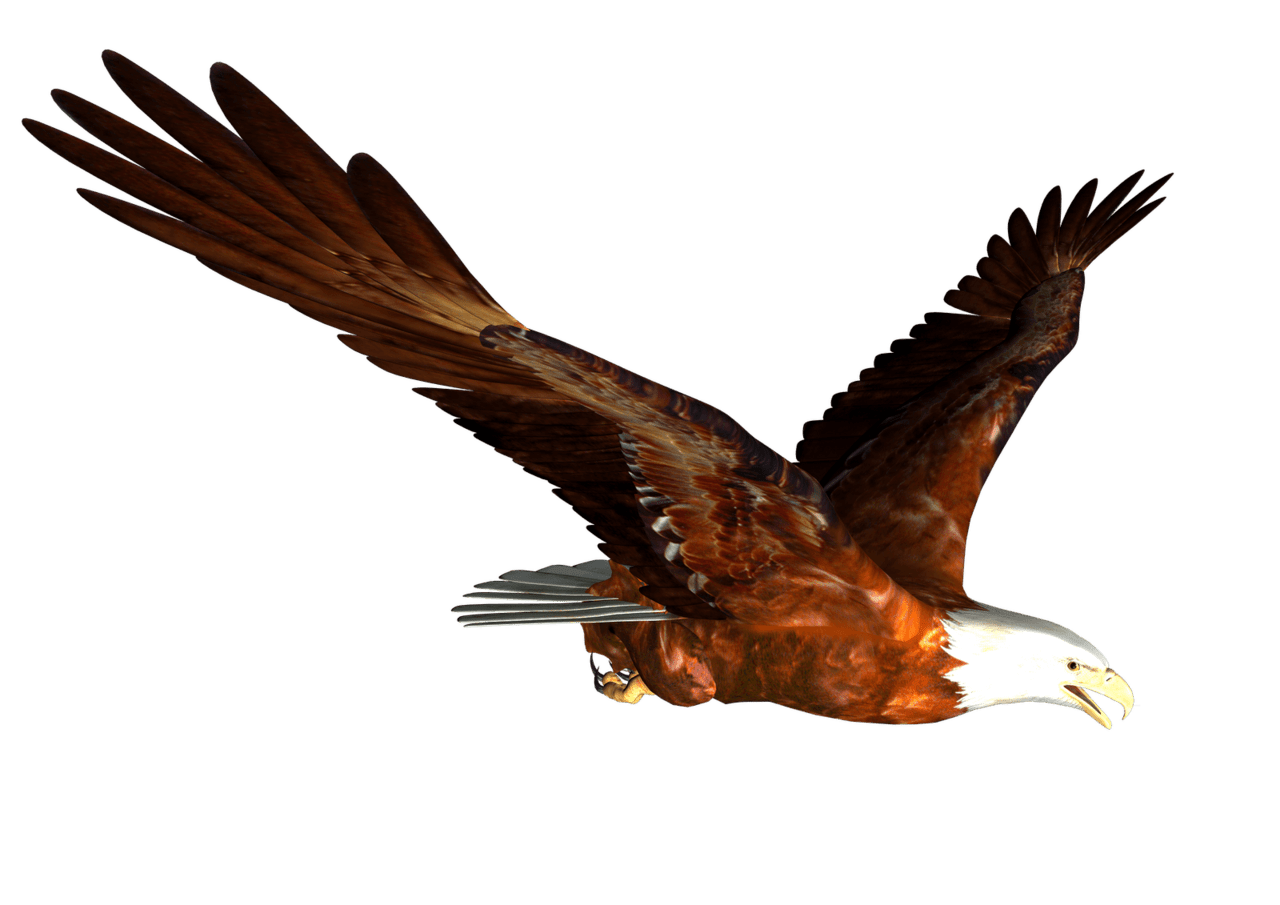 Animated bald eagle fly clipart background