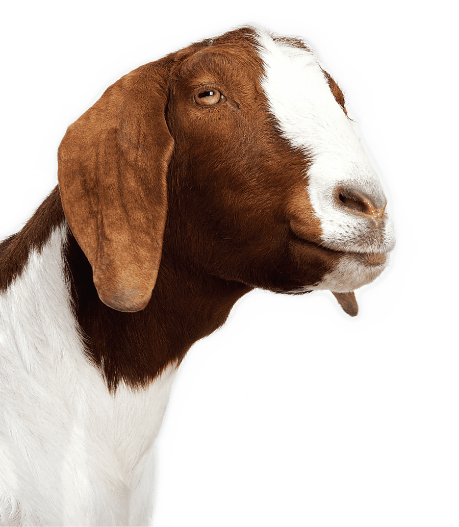 Goat order your chicken rare nearly lost breeds make eback modern farmer clipart image