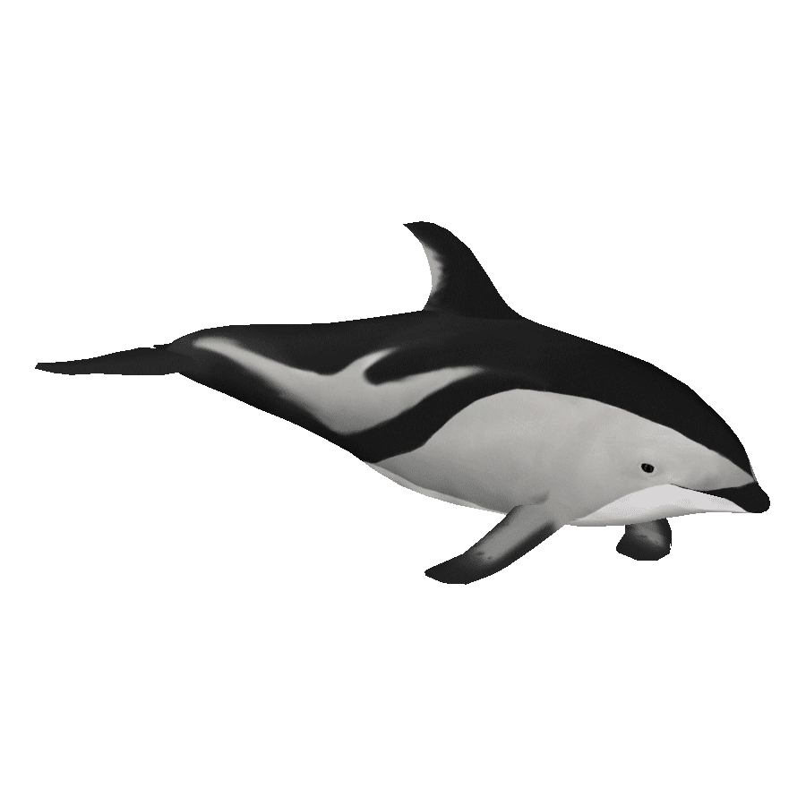 Dolphin dusky dolph images hd photo clipart