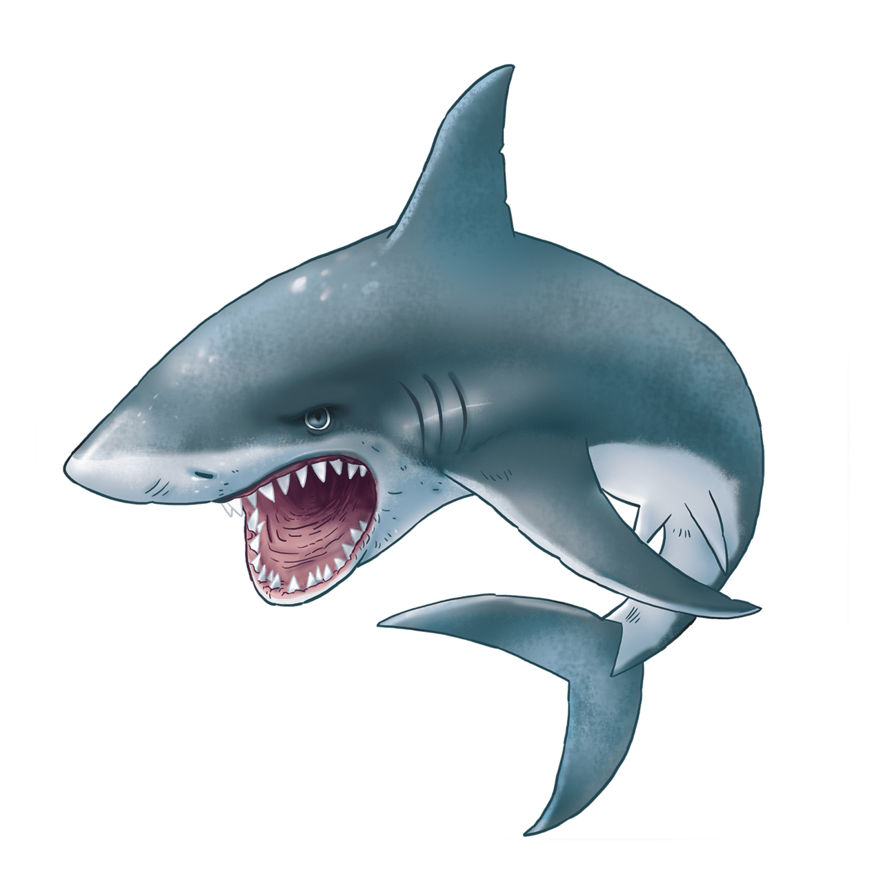 Shark for clipart transparent