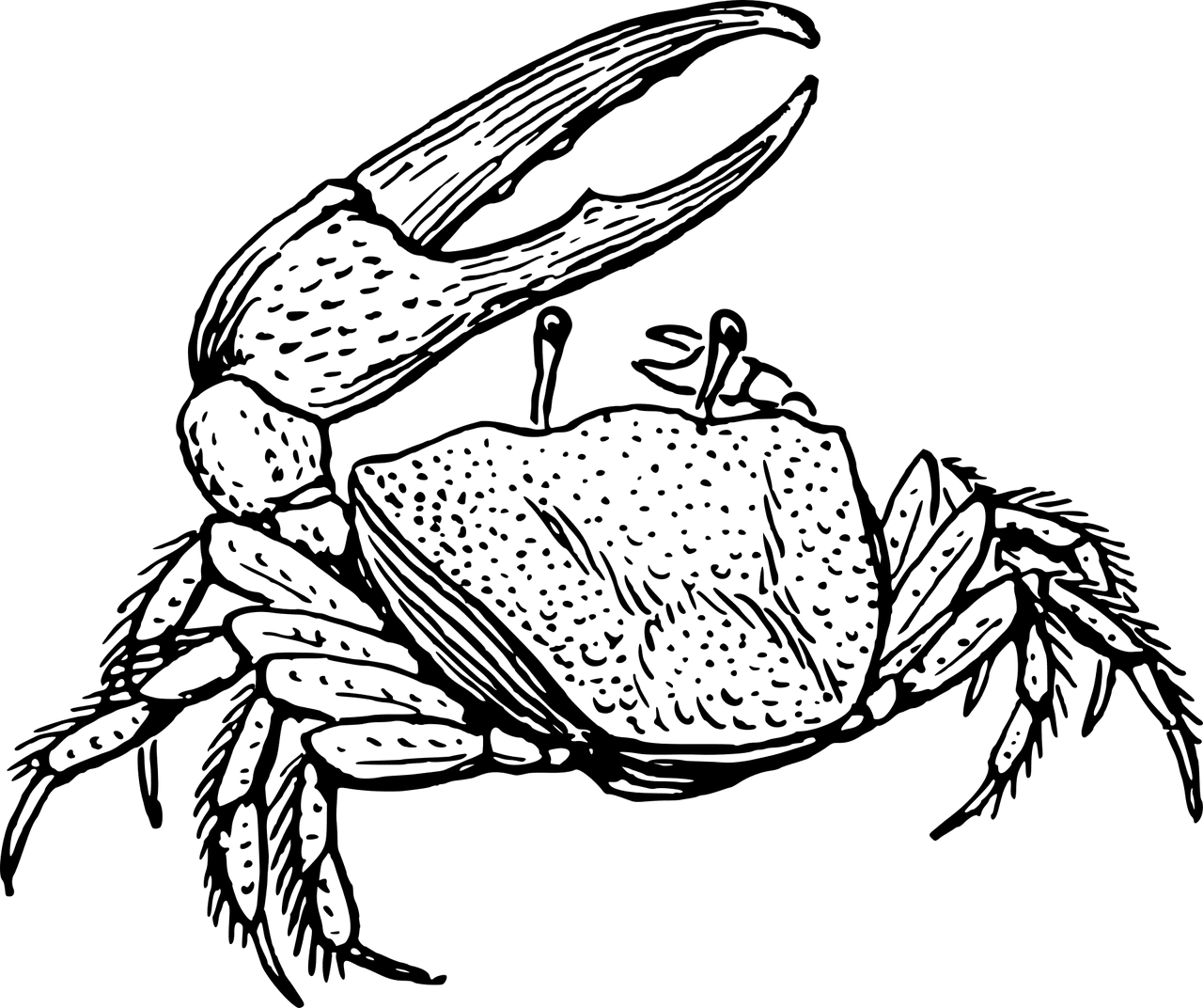 Animal crab crustacean vector graphic clipart