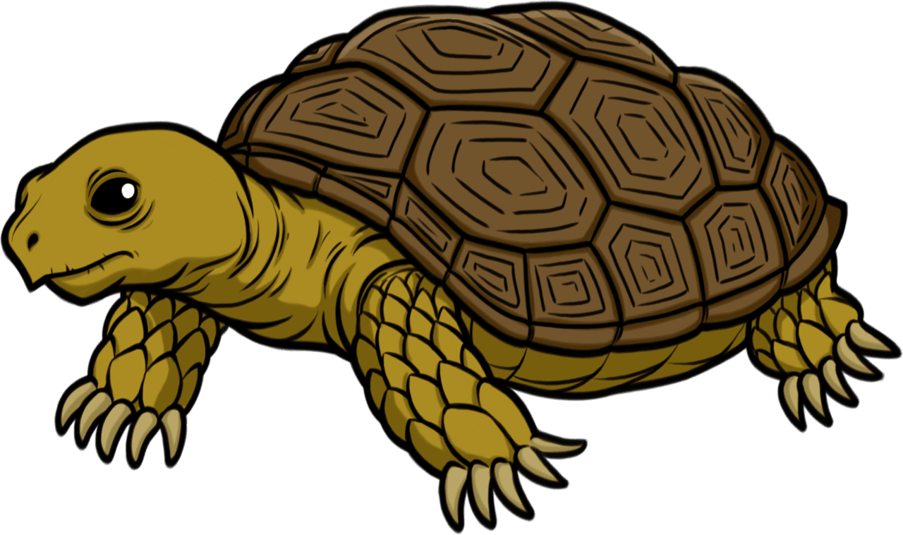 Turtle tortoise hq fre img clipart image