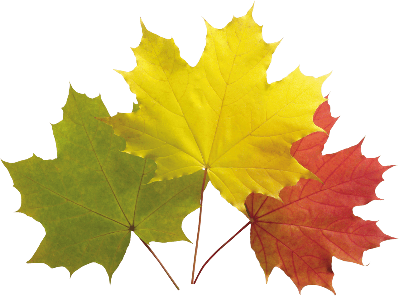 Fall leaves autumn leaf image for clipart