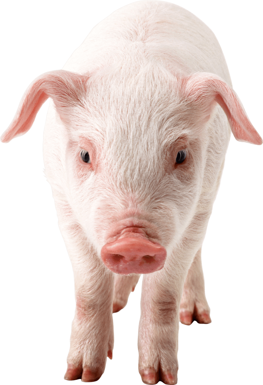 Pig clipart hq fre img free