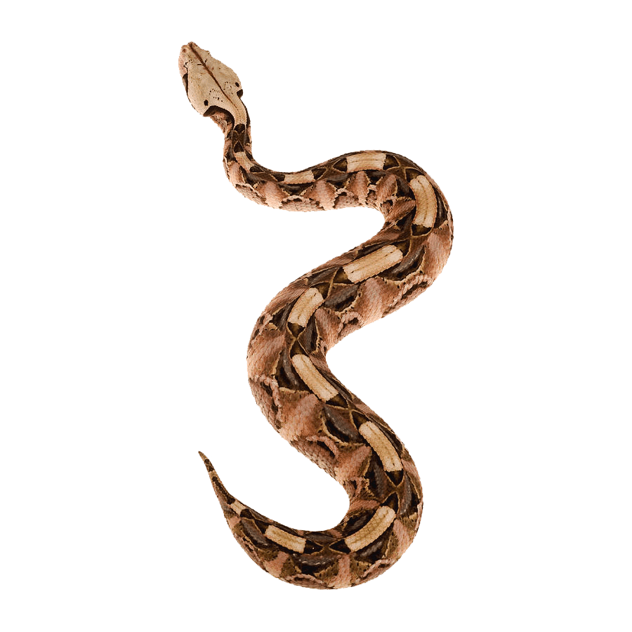 Snake gaboon viper images hd photo clipart