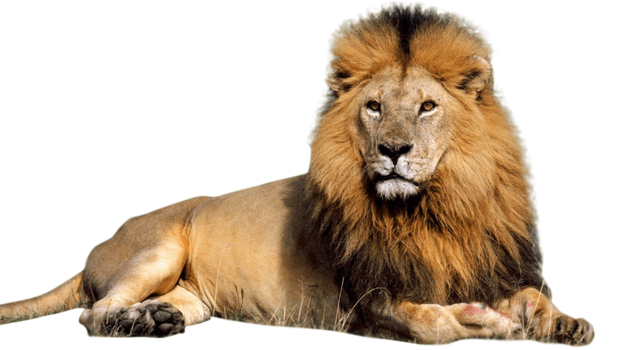 Lion images all clipart