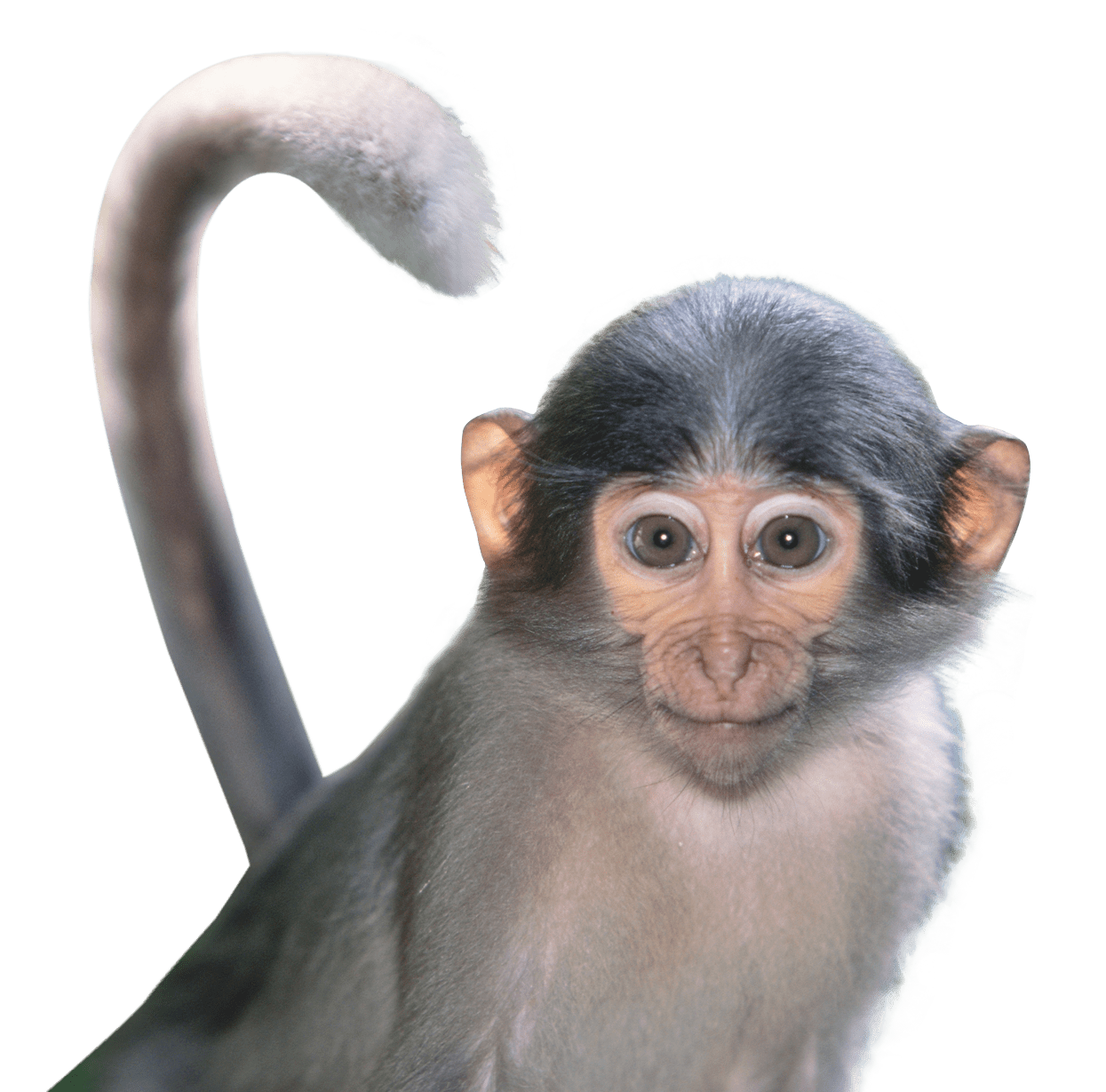 Monkey clipart transparent