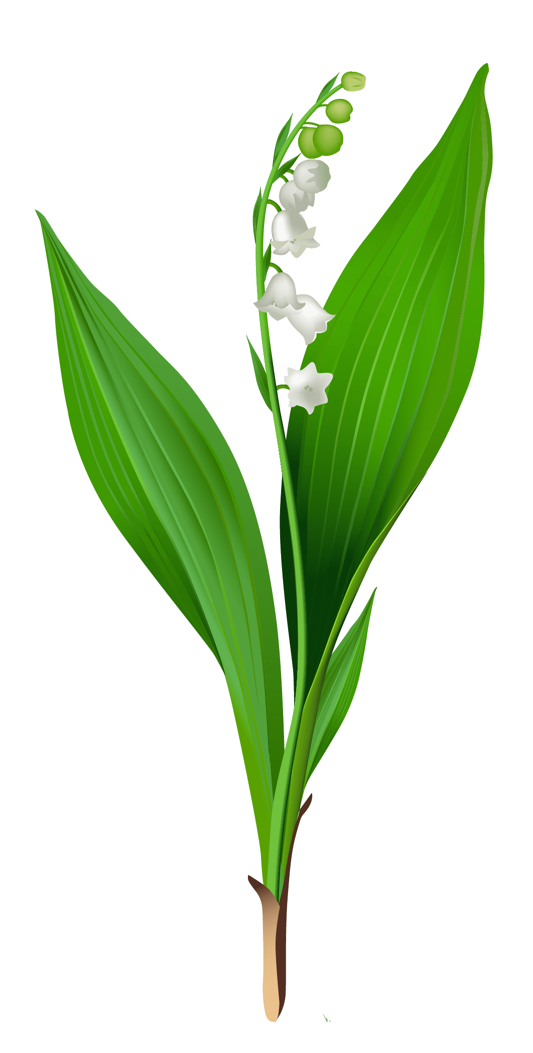 Plant spring lily of the valley clipart free