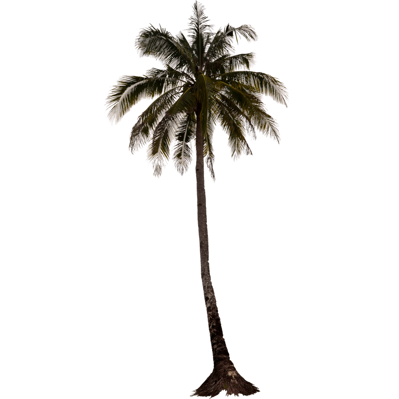 Palm tree yahoo image search plantas fotograf arboles clipart