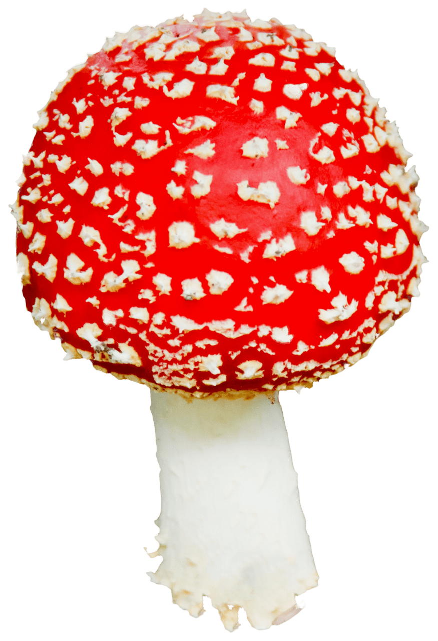 Mushroom clipart clip art