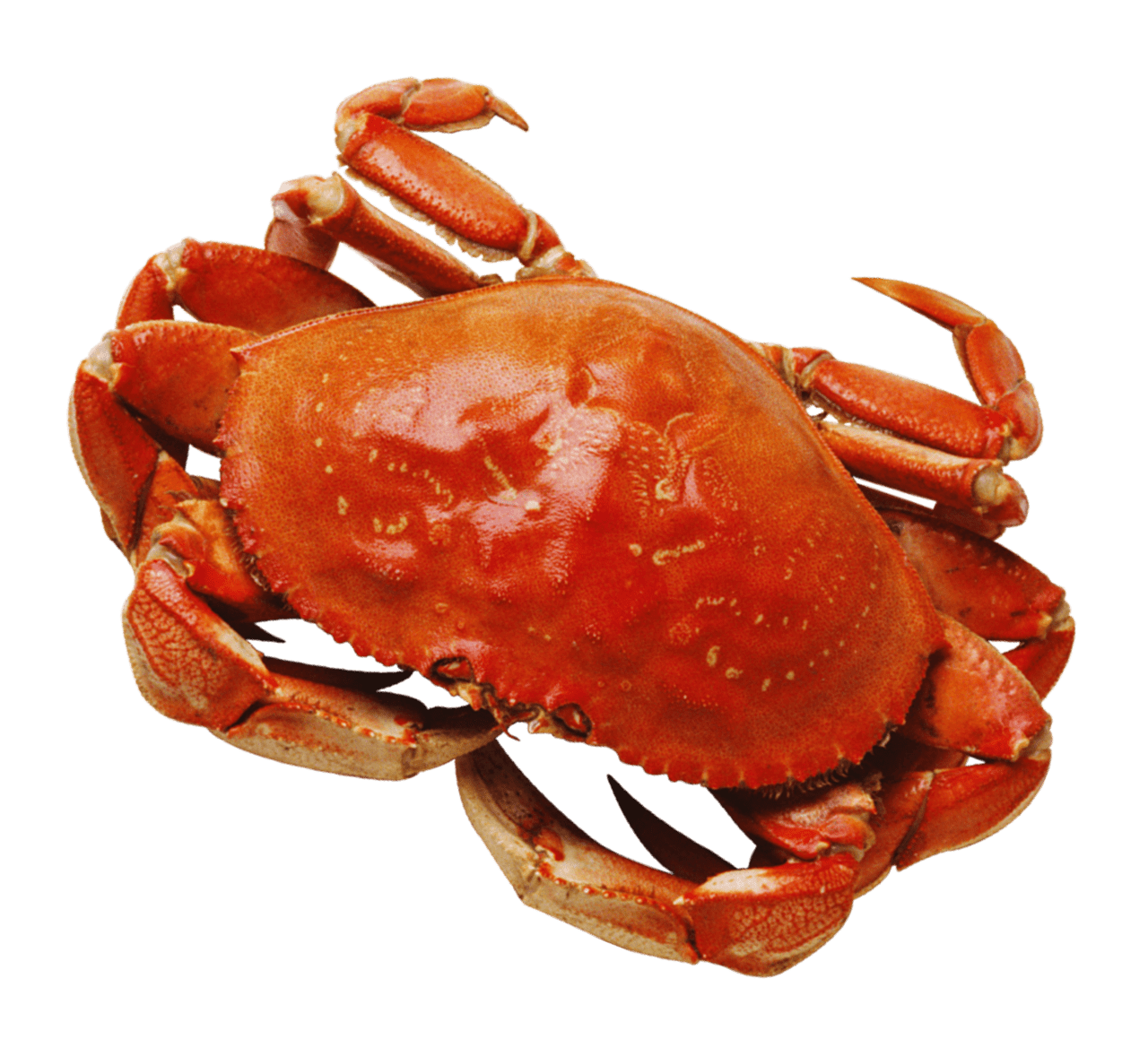 Crab clipart image