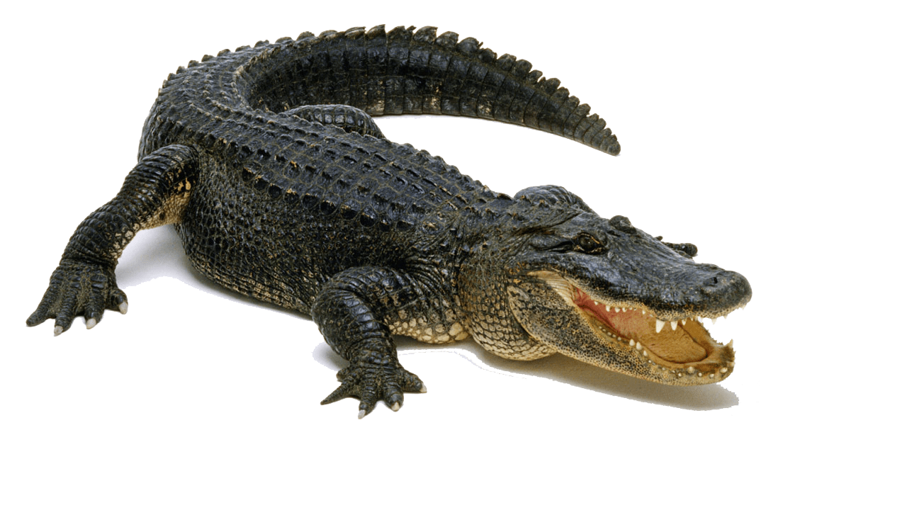 Alligator pin page clipart background