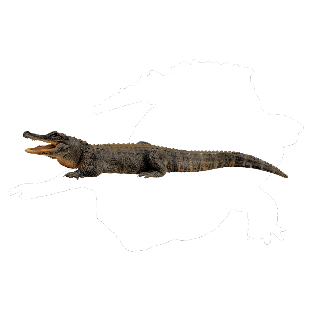 Alligator saltwater crocodile images hd photo clipart