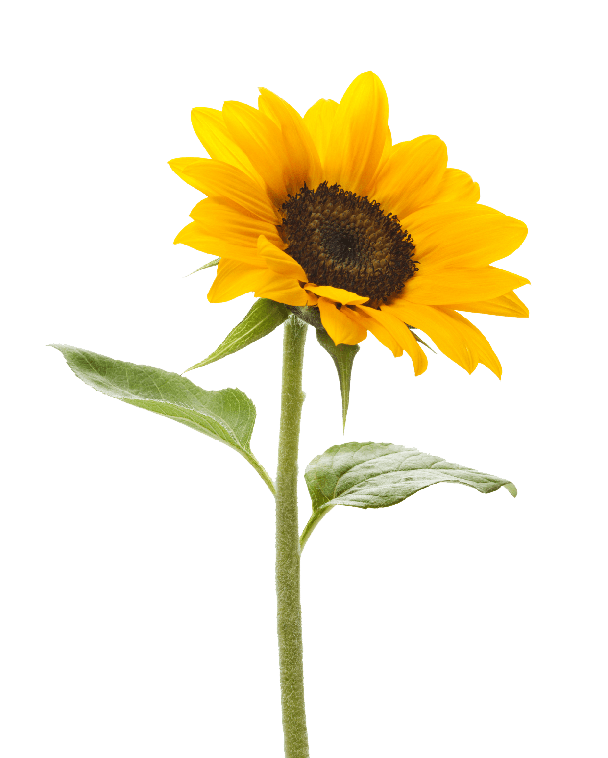 Sunflower continuous blooms plant and enjoy colorful flowers all season long clipart picture