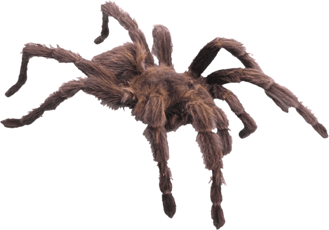 Spider image clipart