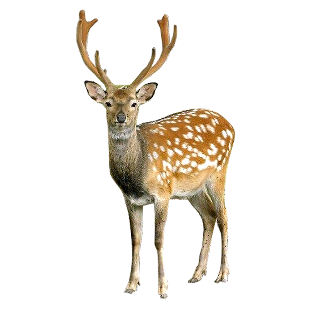 Deer image with background clipart