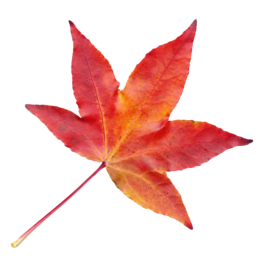 Fall leaves autumn leaf clipart background 2