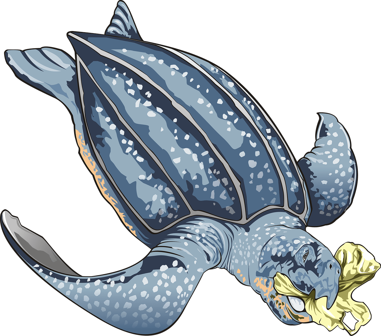 Sea turtle scuba diving image clipart