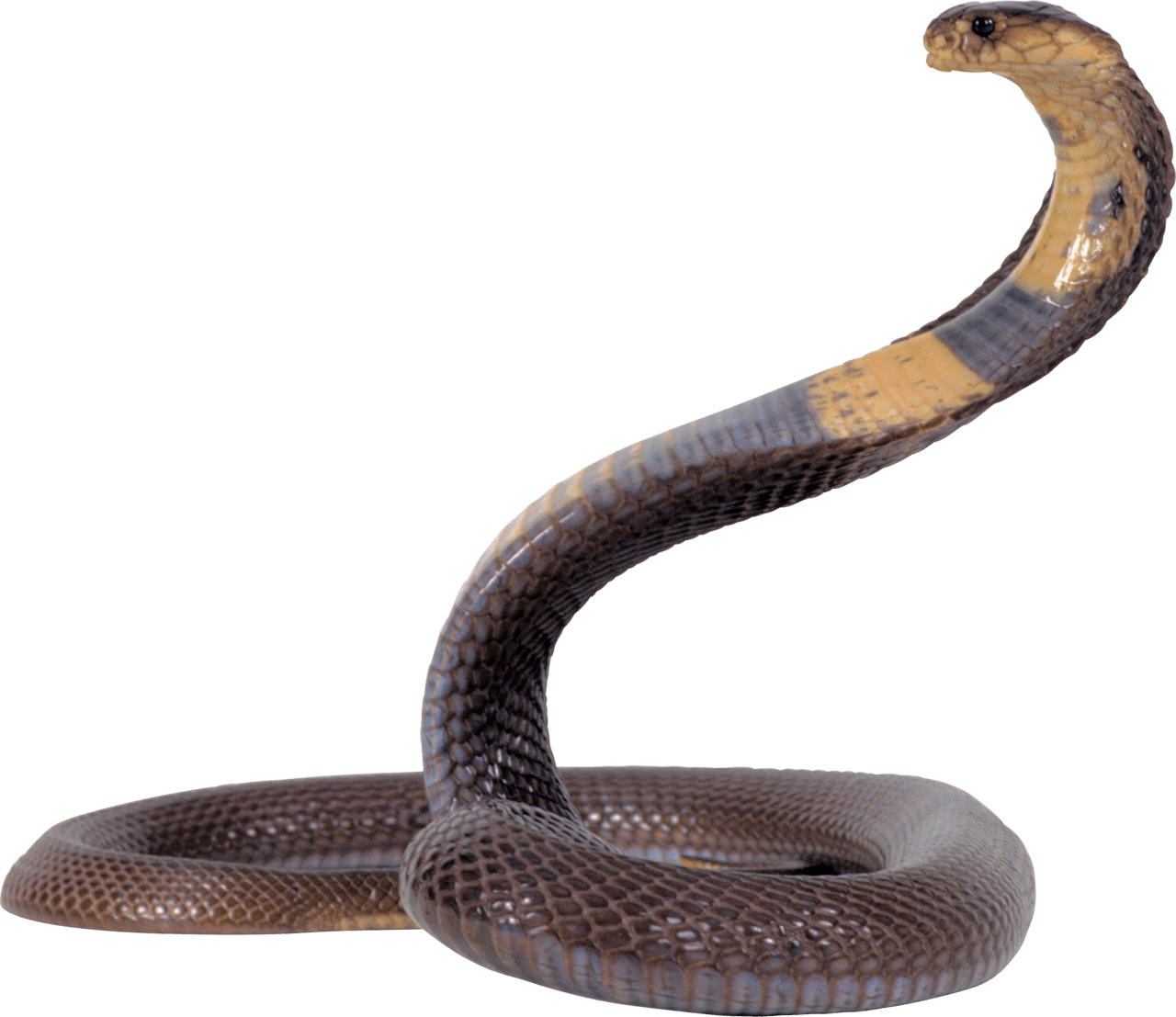 Snake with brown yellow strip clipart photo