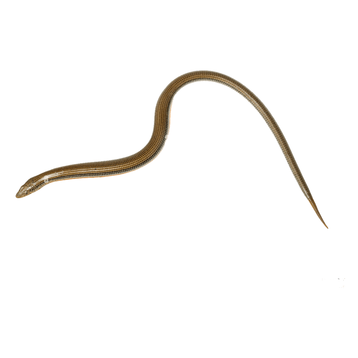 Snake glass lizard images hd photo clipart