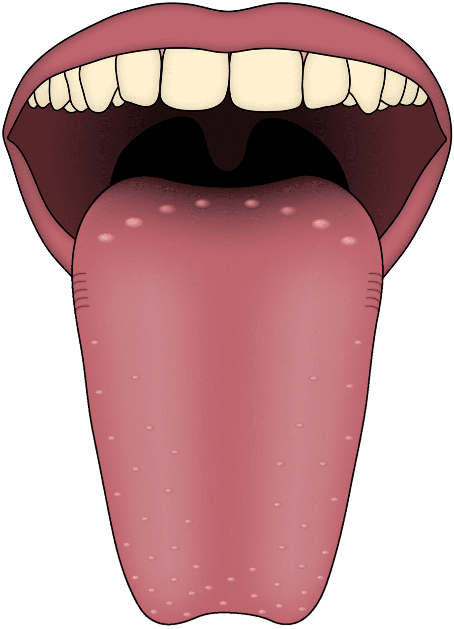 Tooth human tongue clipart vector