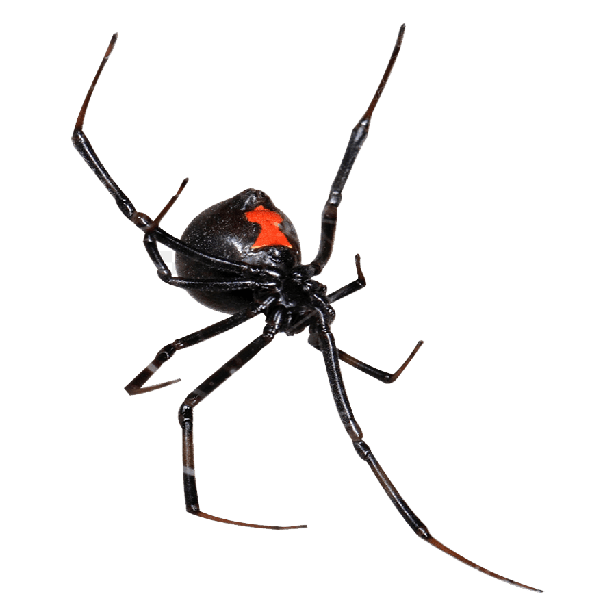 Black widow spider images hd photo clipart