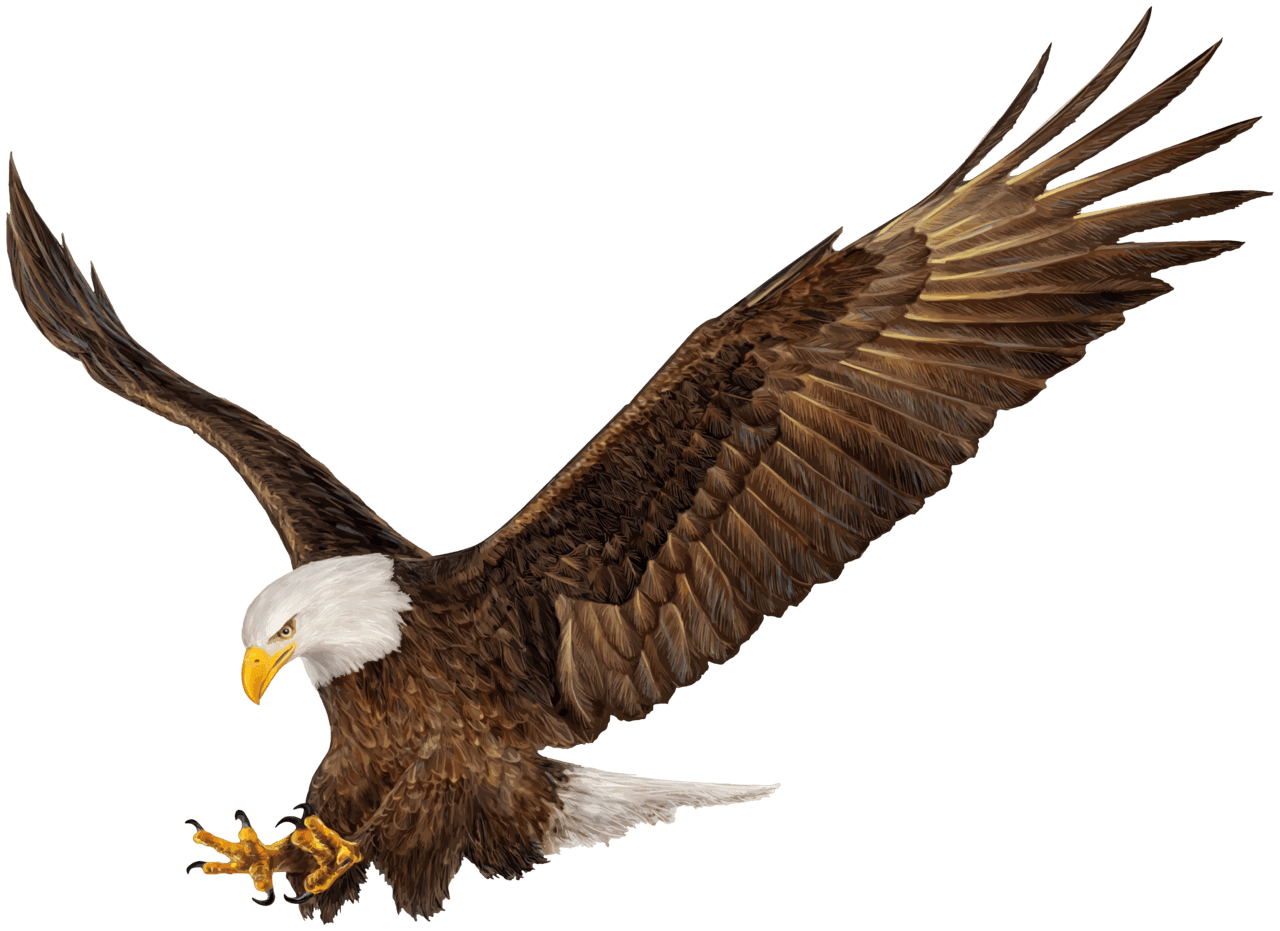 American eagle clipart image yopriceville high quality images and clipa tatuagem aguia fotografia de le fotos