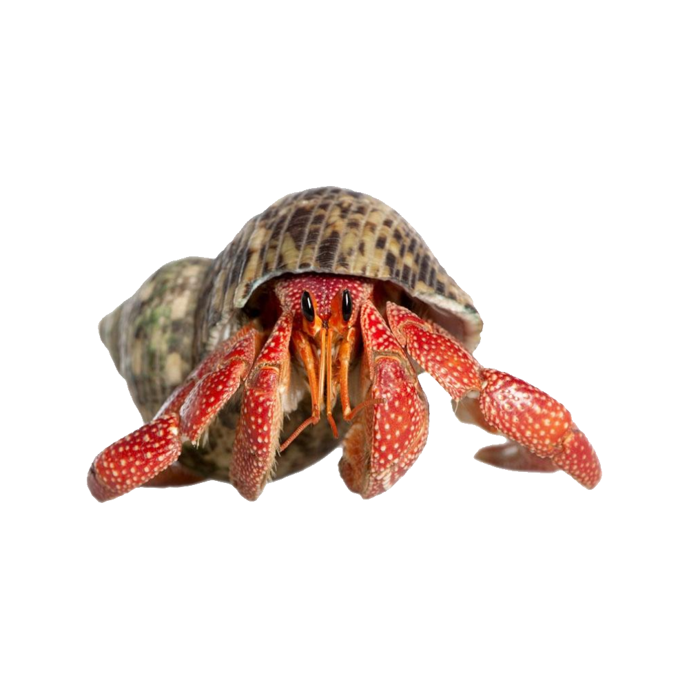 Hermit crab images hd photo clipart 3