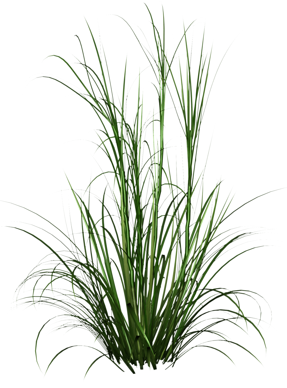 Tall grass hd photo background clipart