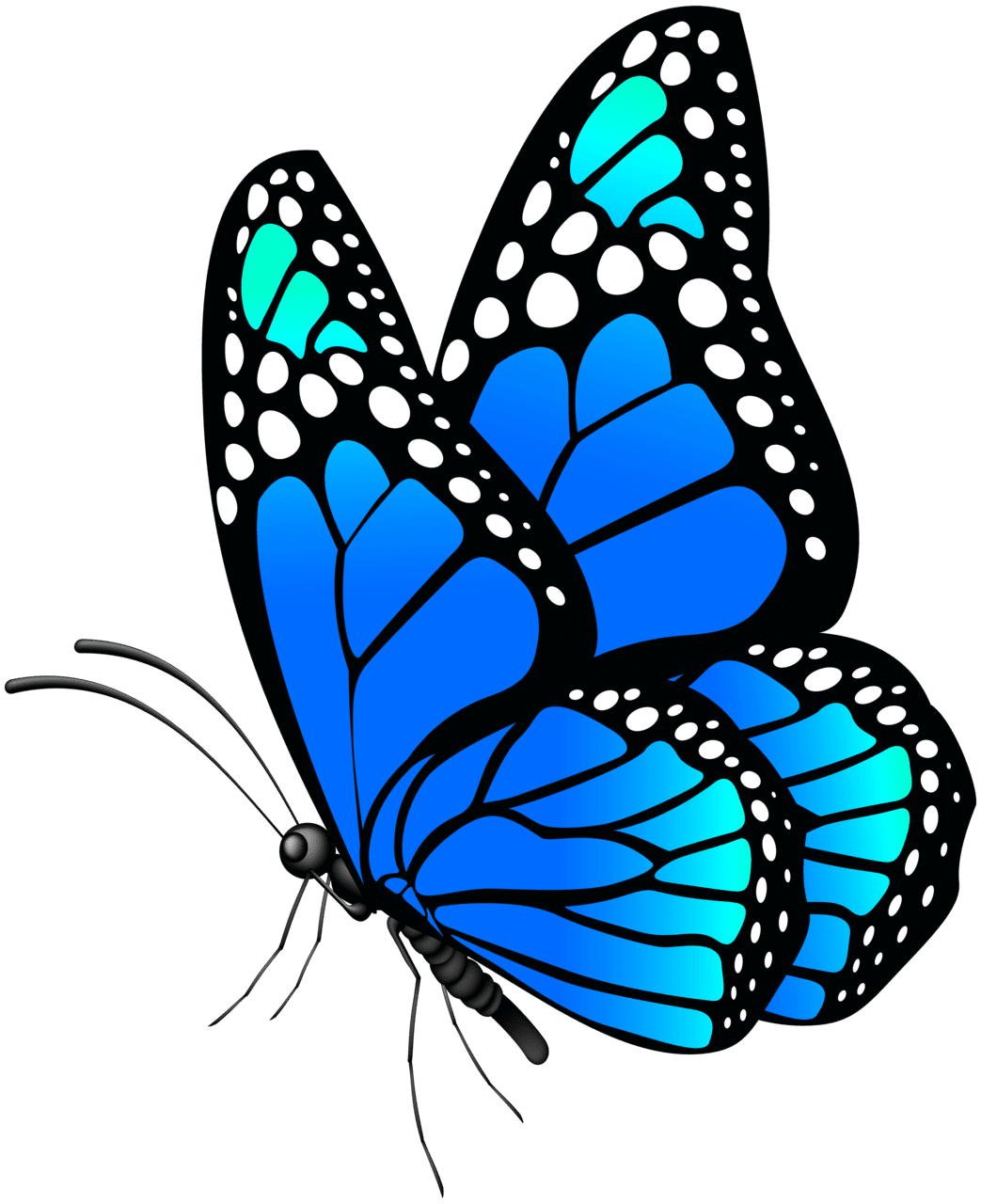 Butterflies blue butterfly clipart image