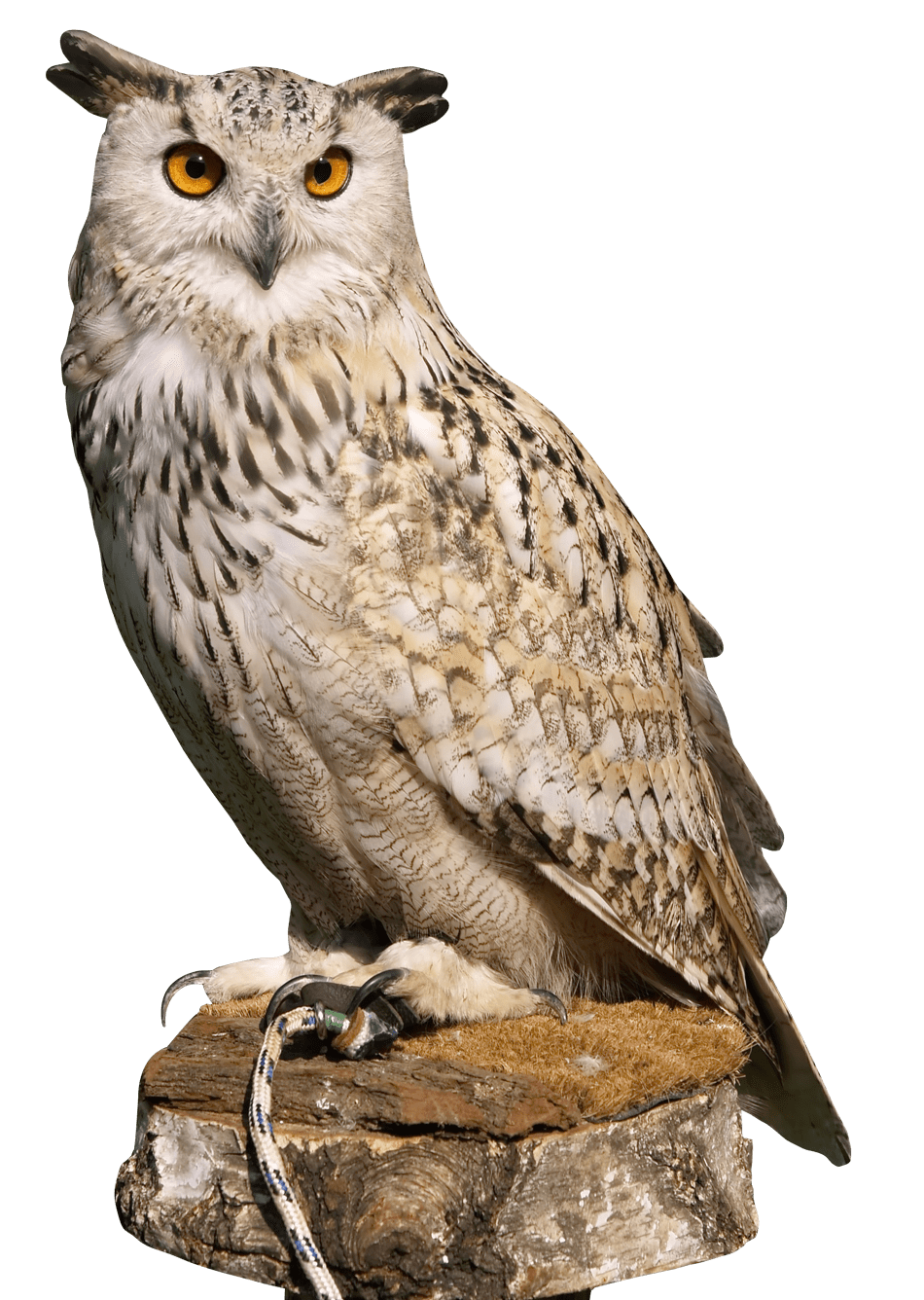 Eagle owl clipart background