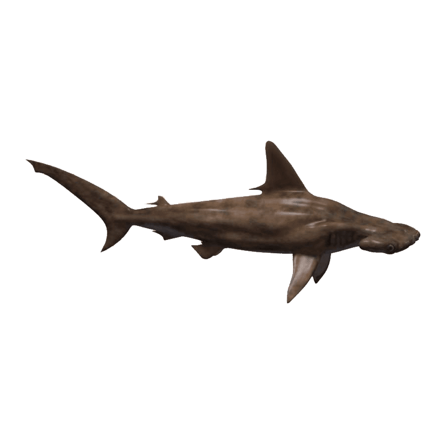 Hammerhead shark images hd photo clipart 2