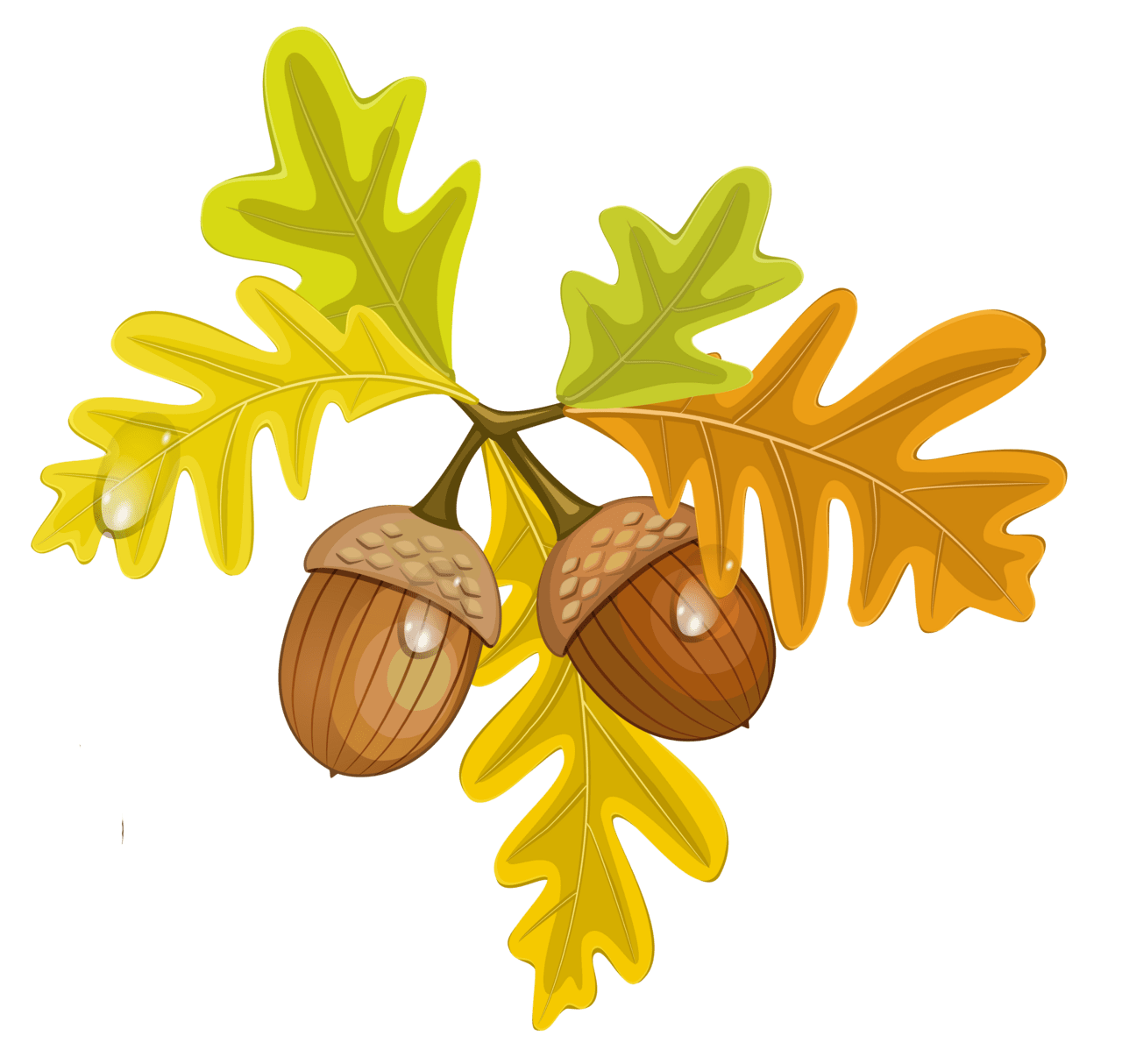 Leaves acorn clipart free