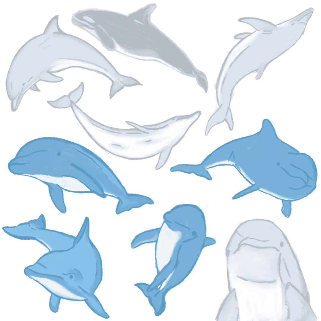 Dolphin clipart free