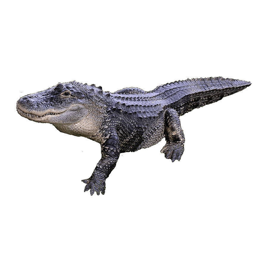 Alligator images hd photo clipart 4