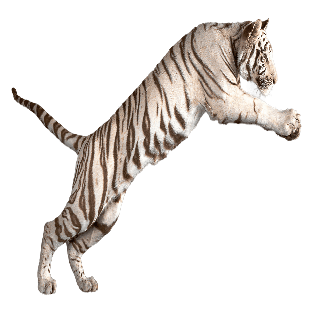 White tiger images hd photo clipart