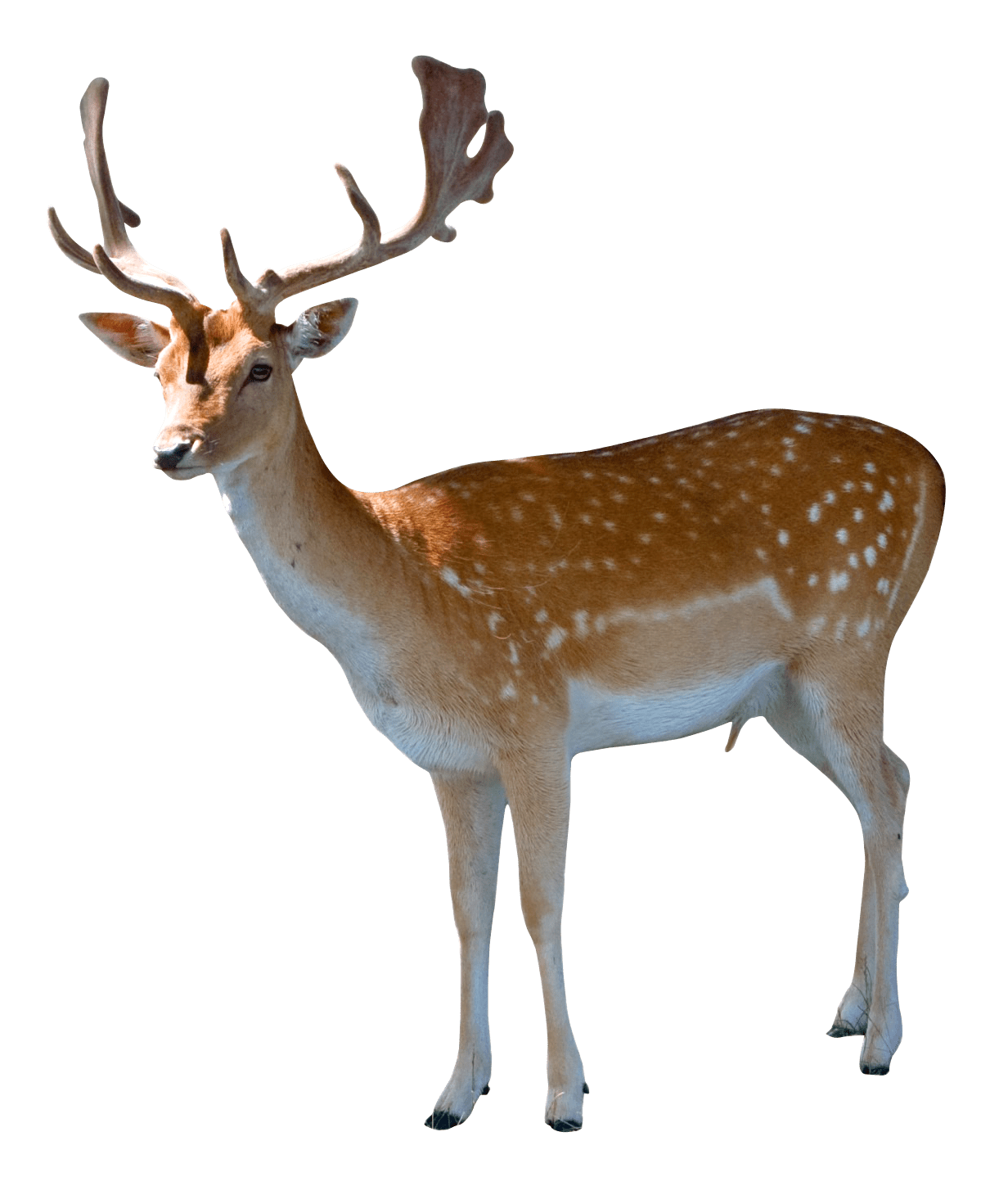 Deer clipart logo